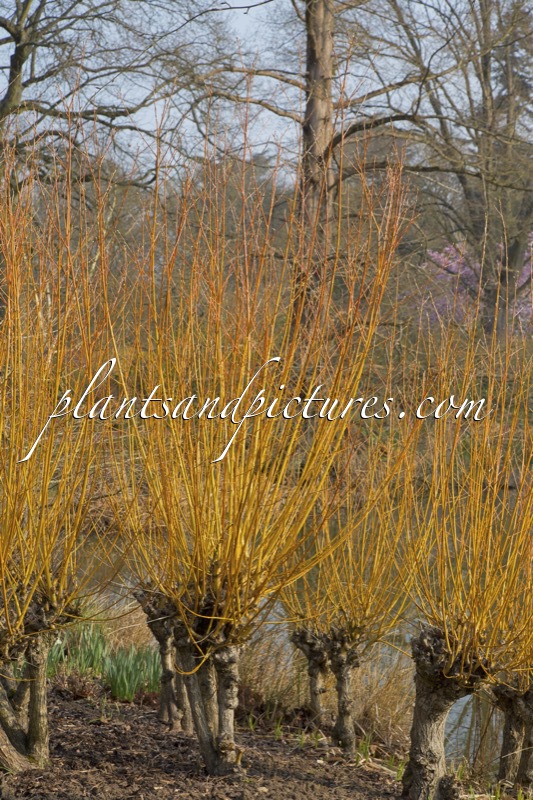Salix alba ‘Yelverton’