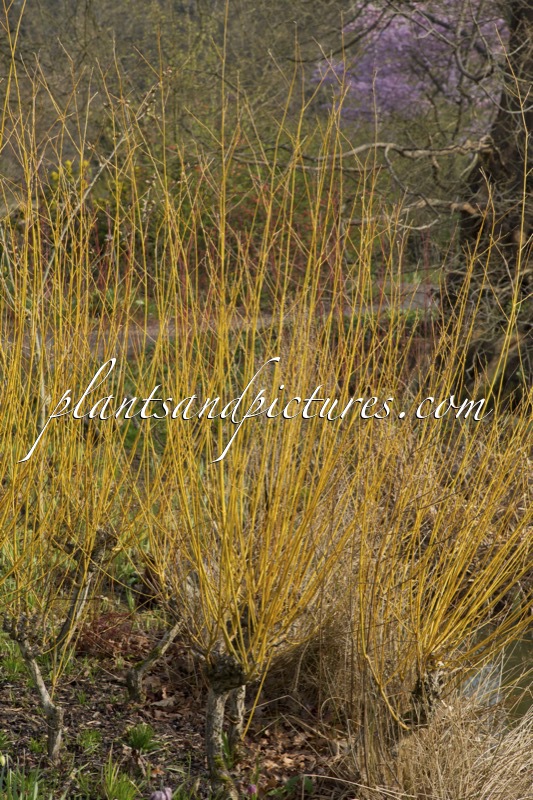 Salix alba ‘Golden Ness’