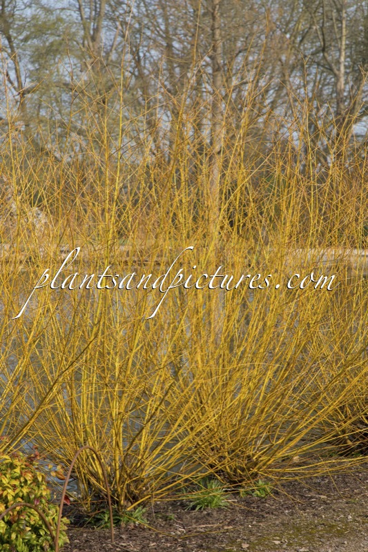 Salix alba ‘Golden Ness’