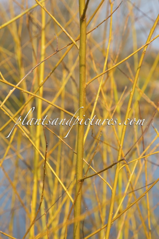 Salix alba ‘Golden Ness’