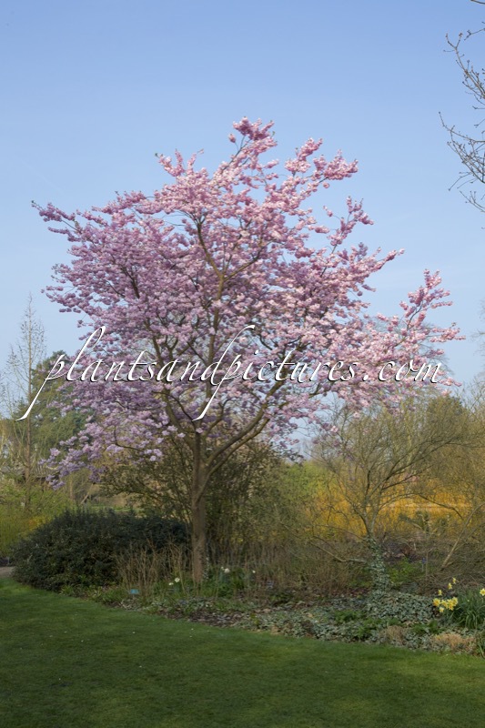 Prunus ‘Accolade’