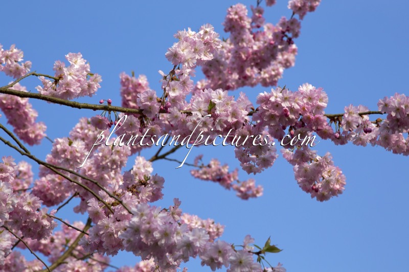 Prunus ‘Accolade’