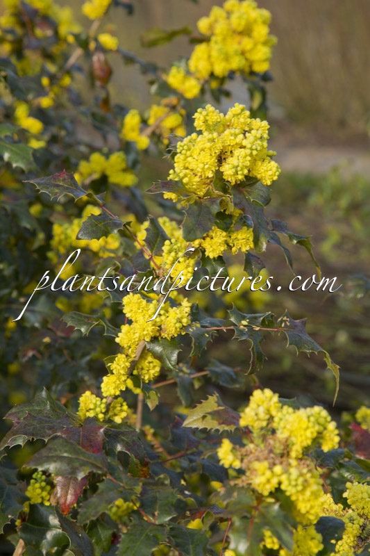 Mahonia wagneri ‘Pinnacle’