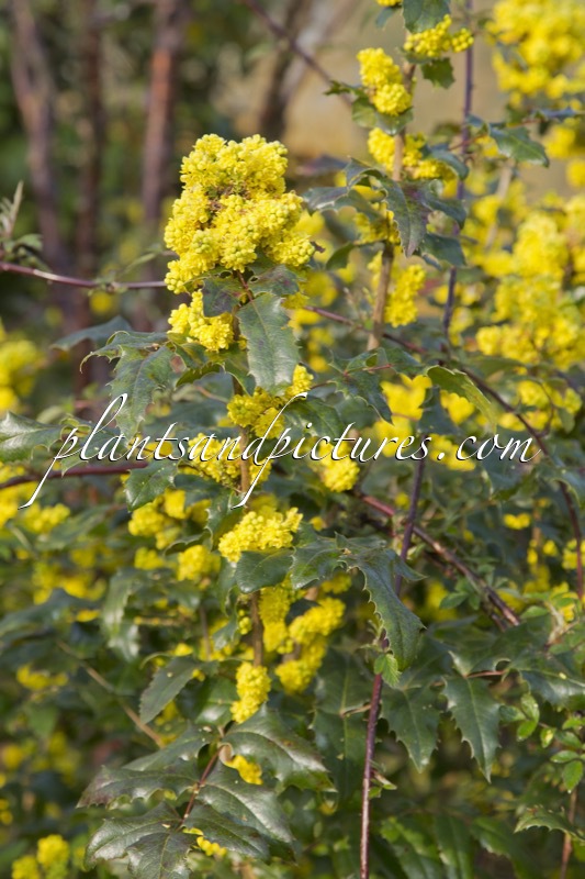 Mahonia wagneri ‘Pinnacle’