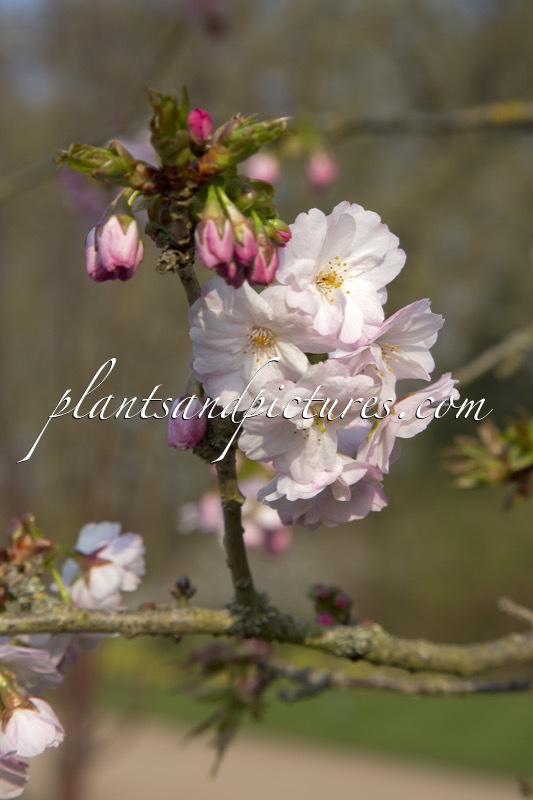 Prunus ‘Matsumae-hayazaki’
