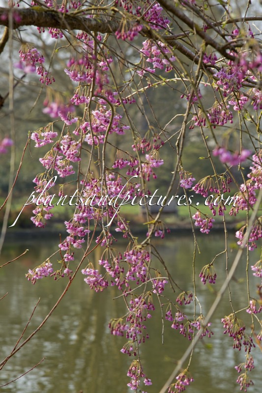 Prunus subhirtella ‘Pendula Plena Rosea’