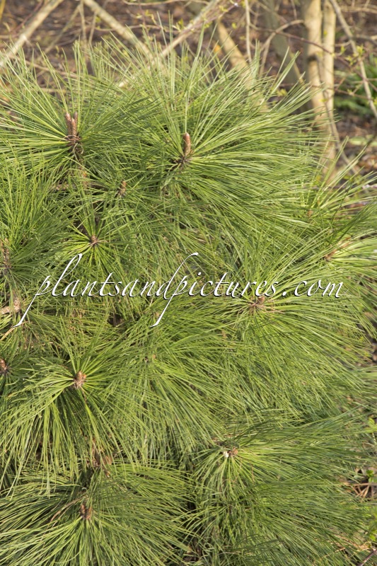 Pinus jeffreyi ‘Joppi’
