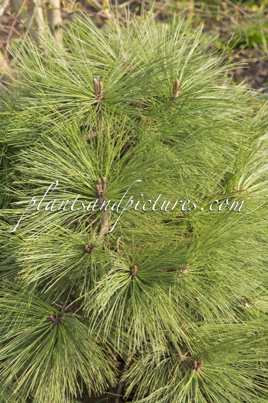 Pinus jeffreyi ‘Joppi’