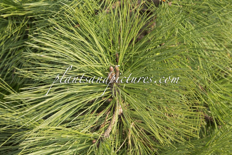 Pinus jeffreyi ‘Joppi’