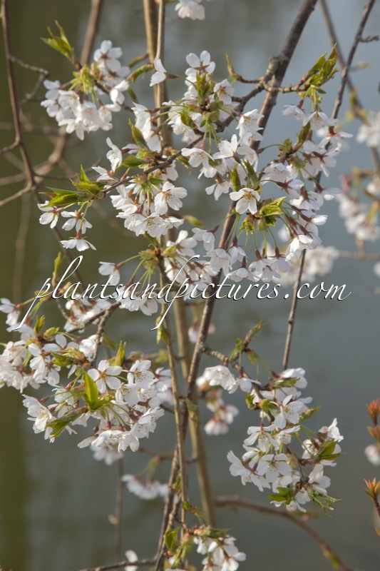 Prunus yedoensis ‘Shidare-yoshino’