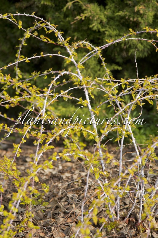 Rubus cockburnianus ‘Wyego’ (GOLDEN VALE)