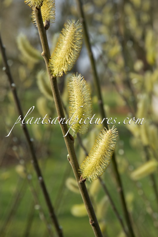 Salix hookeriana