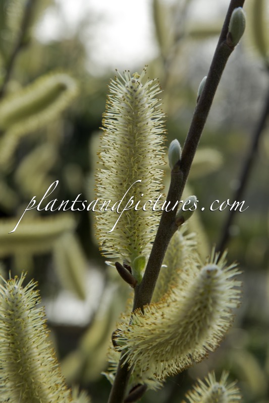 Salix hookeriana