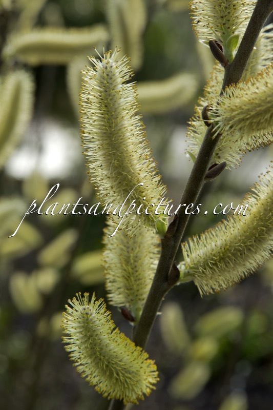 Salix hookeriana
