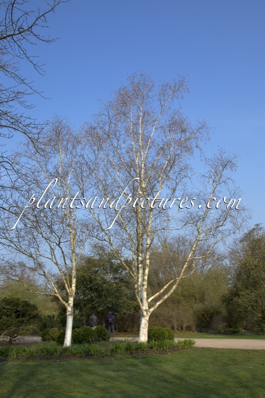 Betula utilis var. jacquemontii