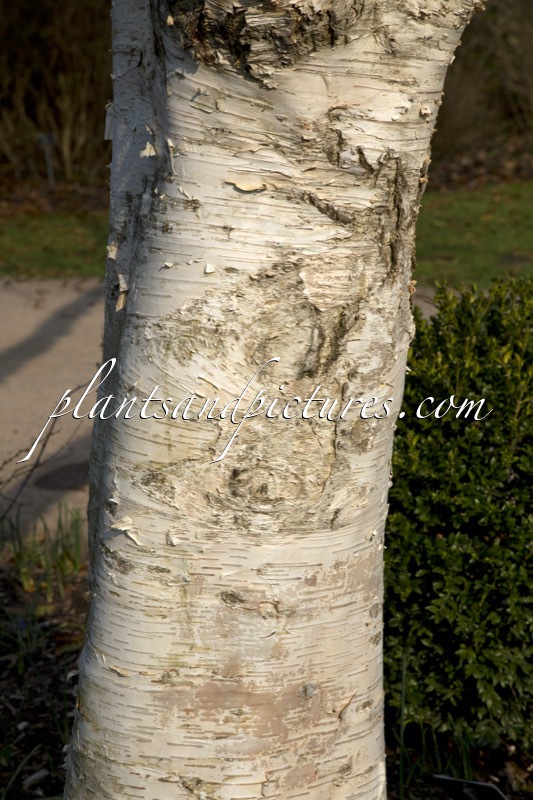 Betula utilis var. jacquemontii