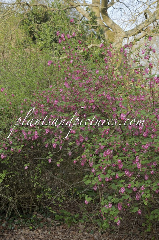 Ribes sanguineum ‘Atrorubens’
