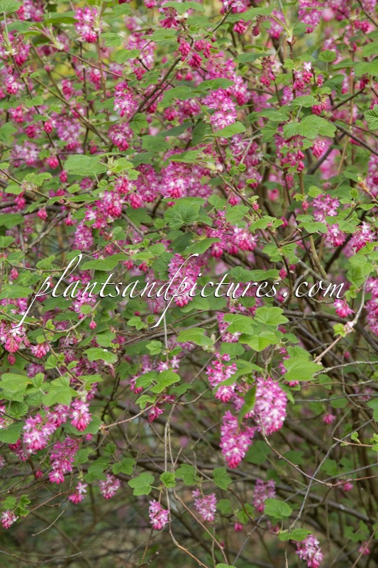 Ribes sanguineum ‘Atrorubens’