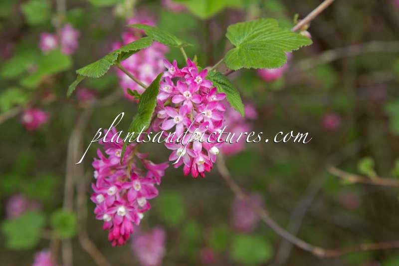 Ribes sanguineum ‘Atrorubens’