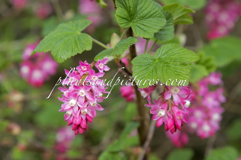 Ribes sanguineum ‘Atrorubens’
