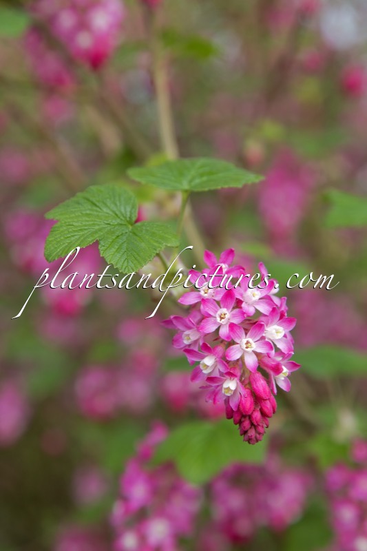 Ribes sanguineum ‘Atrorubens’
