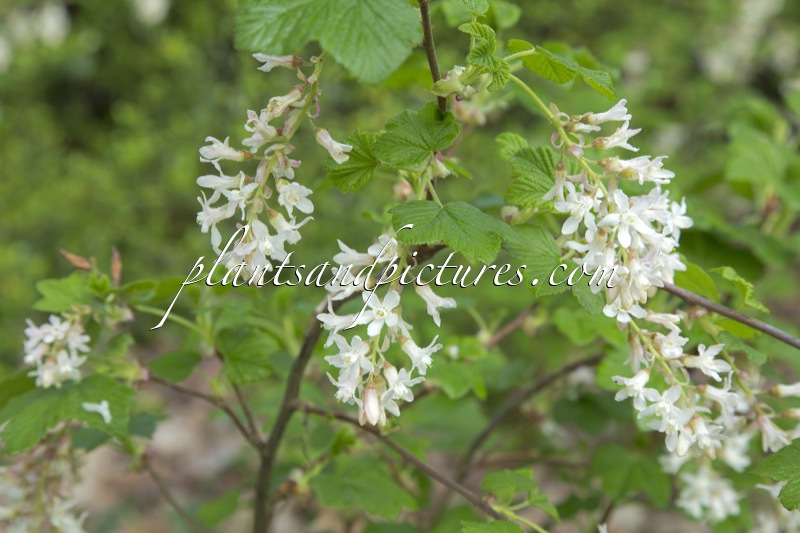 Ribes sanguineum ‘Elkington’s White’
