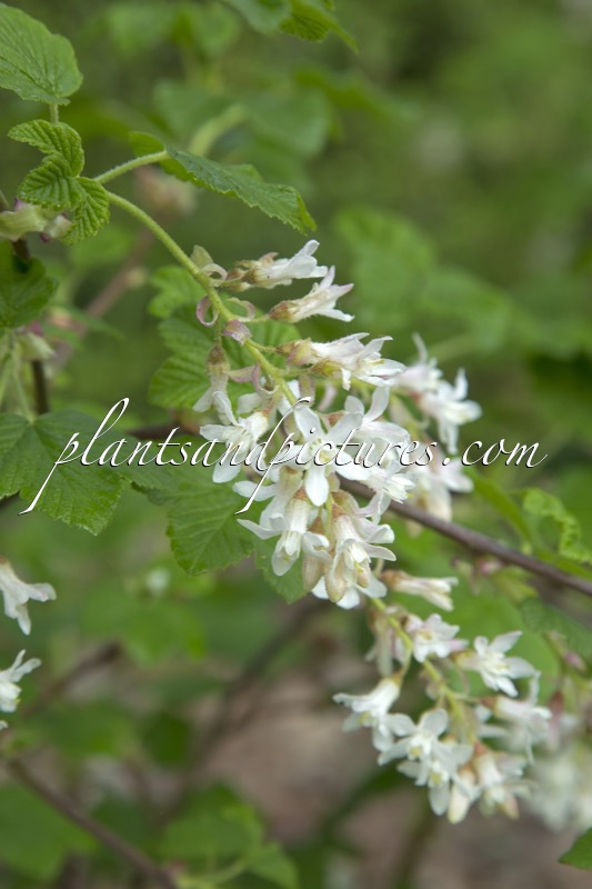 Ribes sanguineum ‘Elkington’s White’