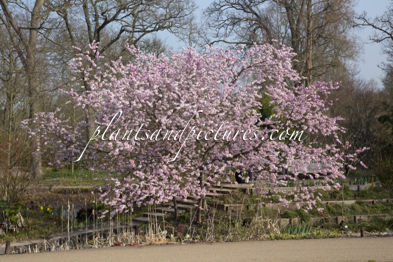 Prunus ‘Accolade’