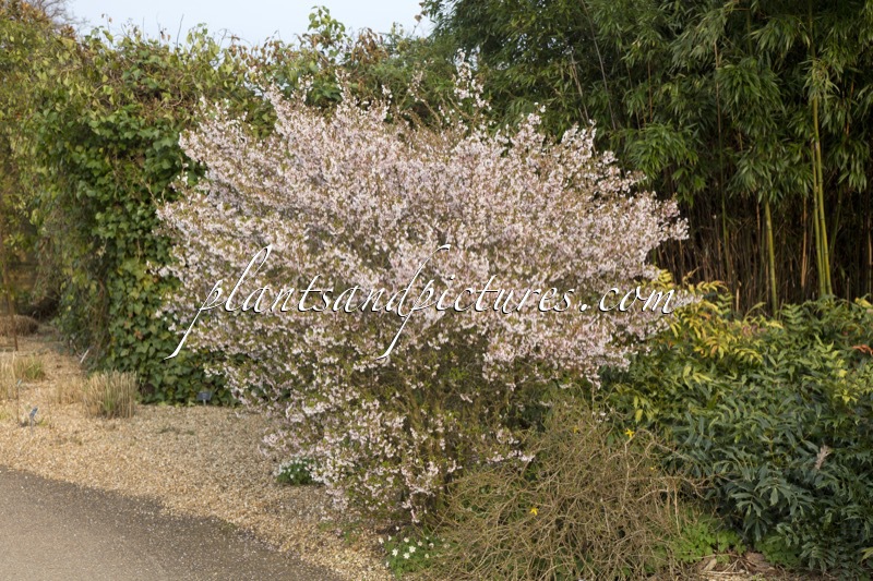Prunus incisa ‘Kojou-no-mai’