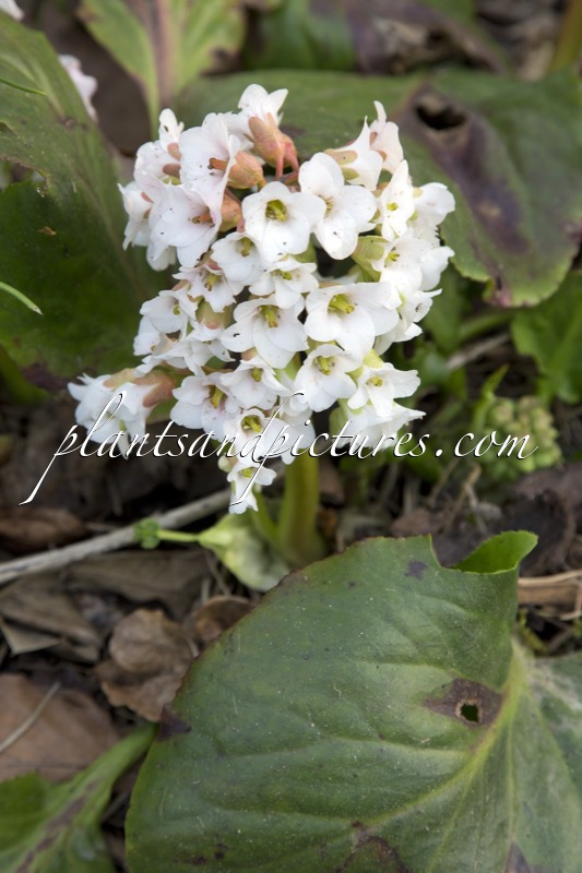 Bergenia ‘Bach’