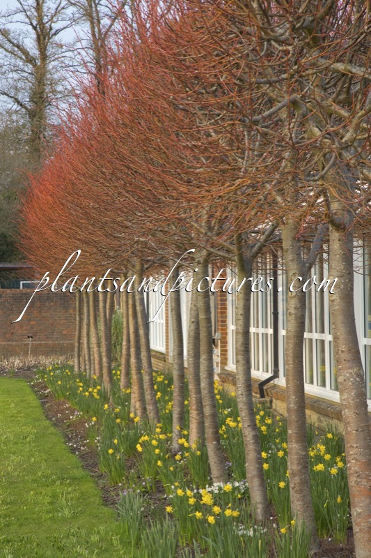 Tilia cordata ‘Winter Orange’