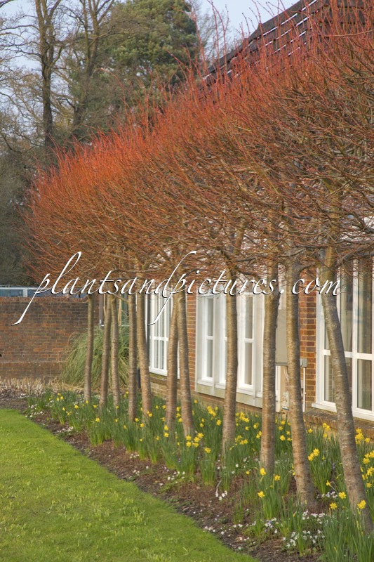 Tilia cordata ‘Winter Orange’