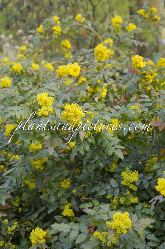 Mahonia aquifolium ‘Undulata’