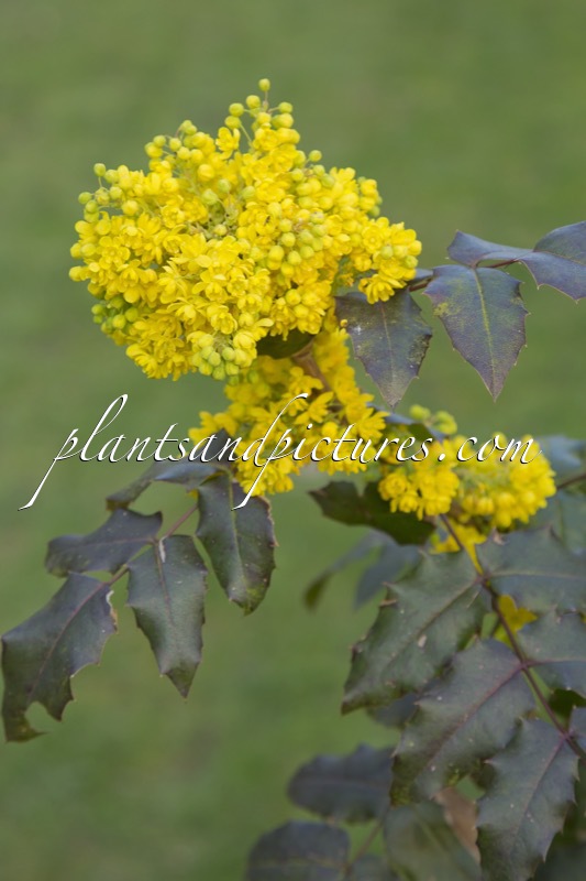 Mahonia aquifolium ‘Undulata’