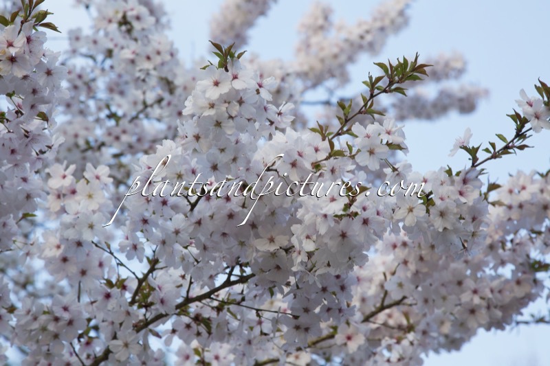 Prunus ‘The Bride’