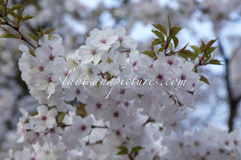 Prunus ‘The Bride’