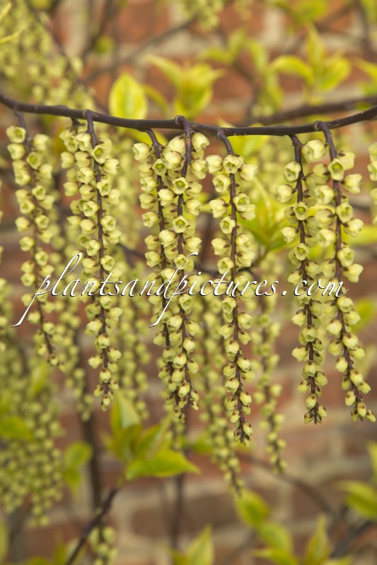 Stachyurus chinensis ‘Joy Forever’