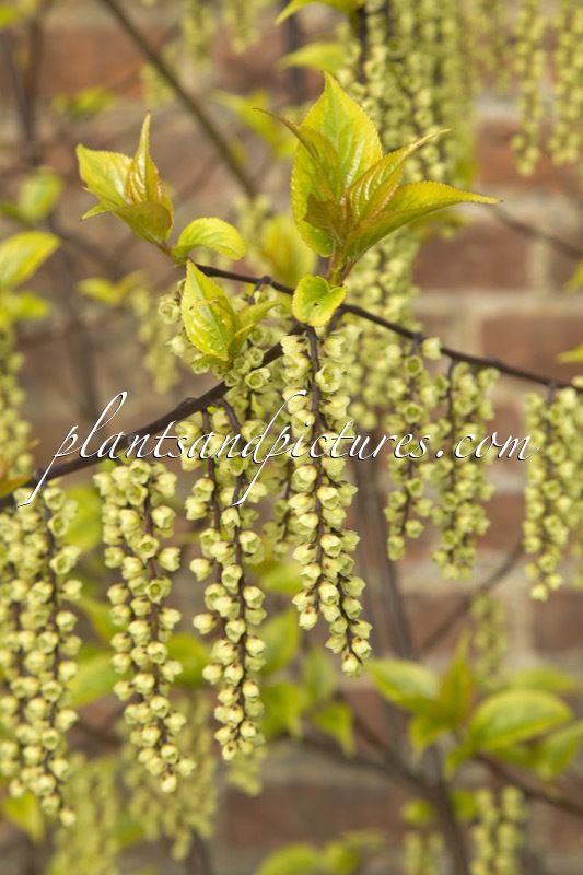 Stachyurus chinensis ‘Joy Forever’