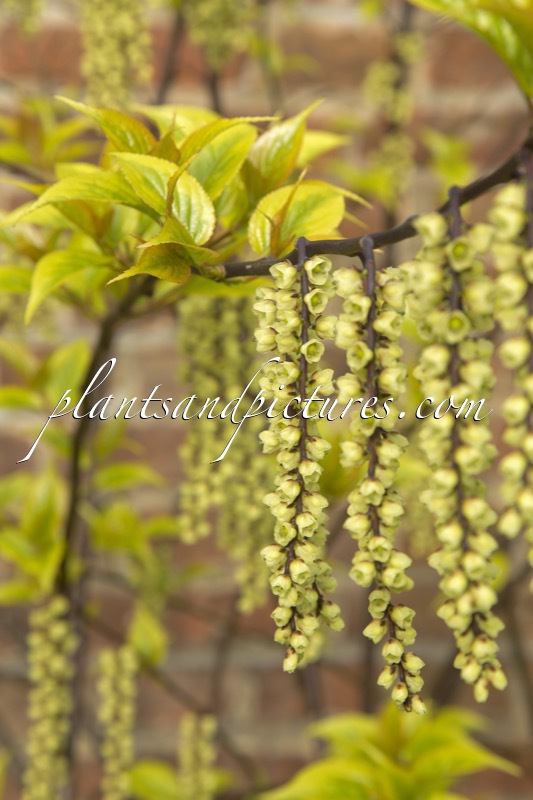 Stachyurus chinensis ‘Joy Forever’