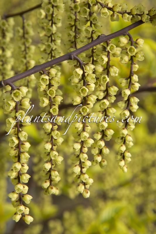 Stachyurus chinensis ‘Joy Forever’