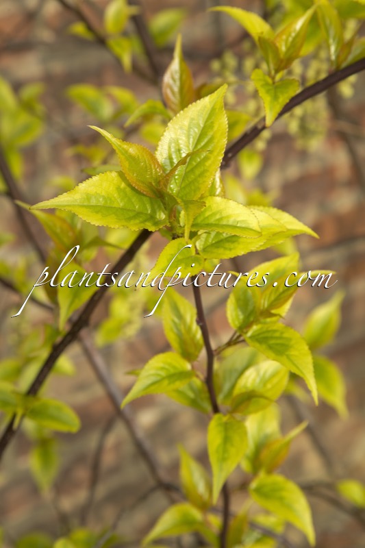 Stachyurus chinensis ‘Joy Forever’