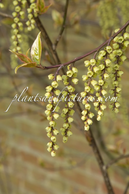 Stachyurus chinensis ‘Magpie’