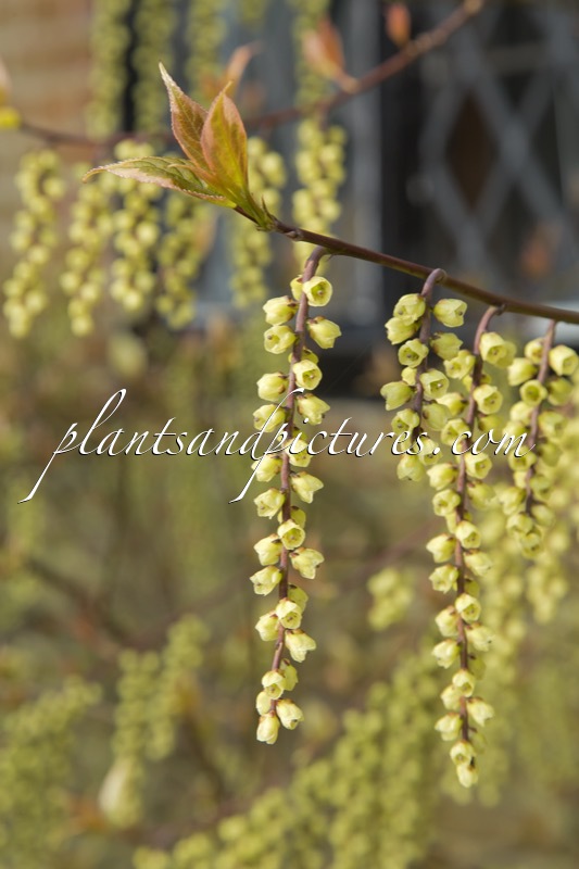 Stachyurus chinensis ‘Magpie’