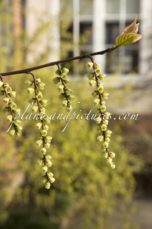 Stachyurus chinensis ‘Magpie’