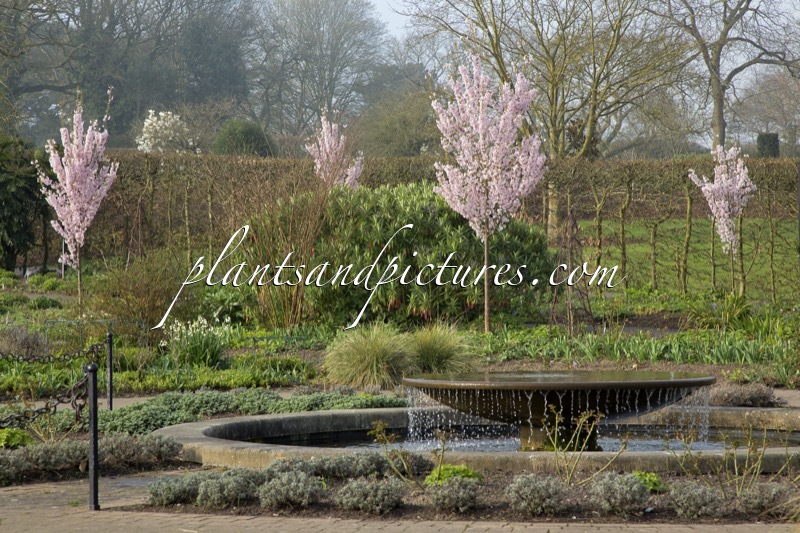 Prunus pendula ‘Pendula Rosea’