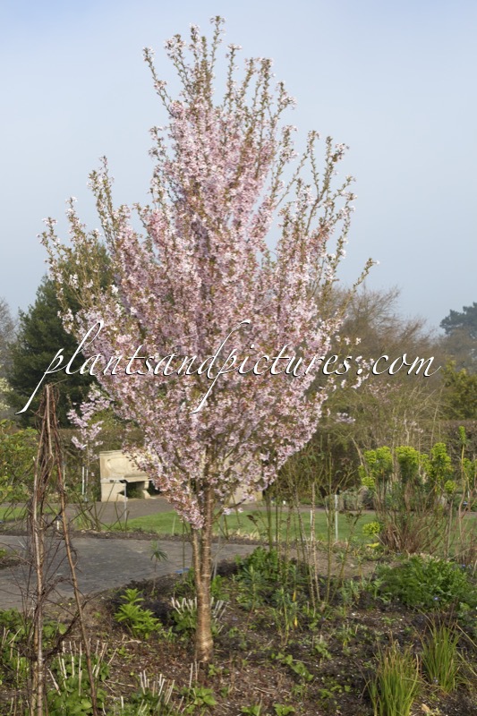 Prunus pendula ‘Pendula Rosea’