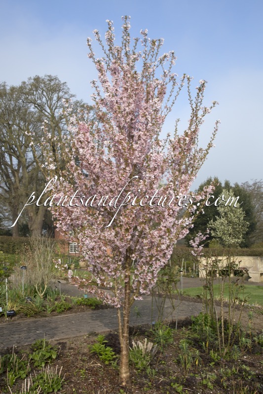 Prunus pendula ‘Pendula Rosea’