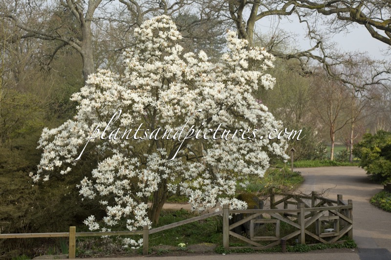 Magnolia denudata