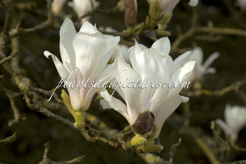 Magnolia denudata