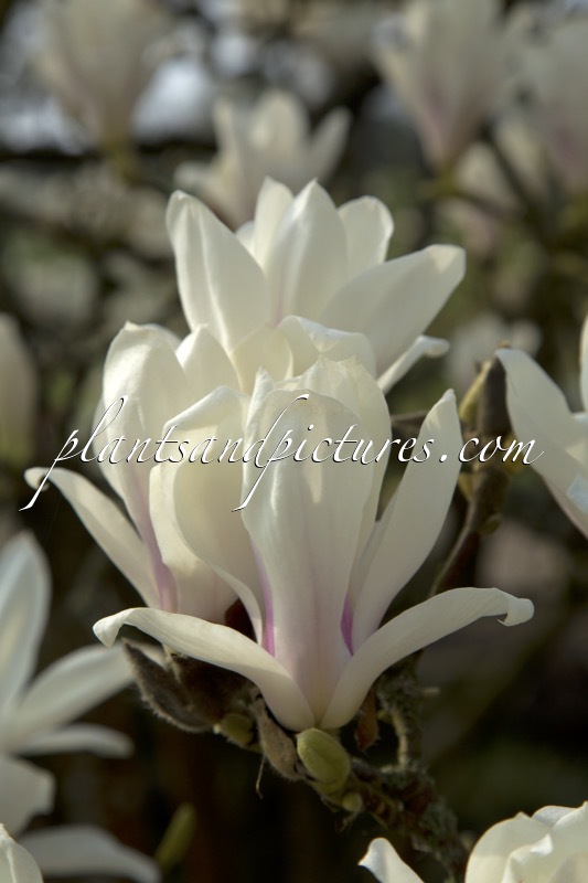 Magnolia denudata